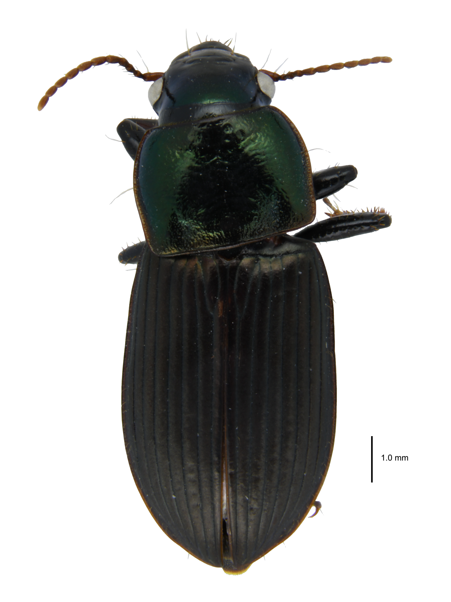 Harpalus (Harpalus) chalcentus Bates, 1873