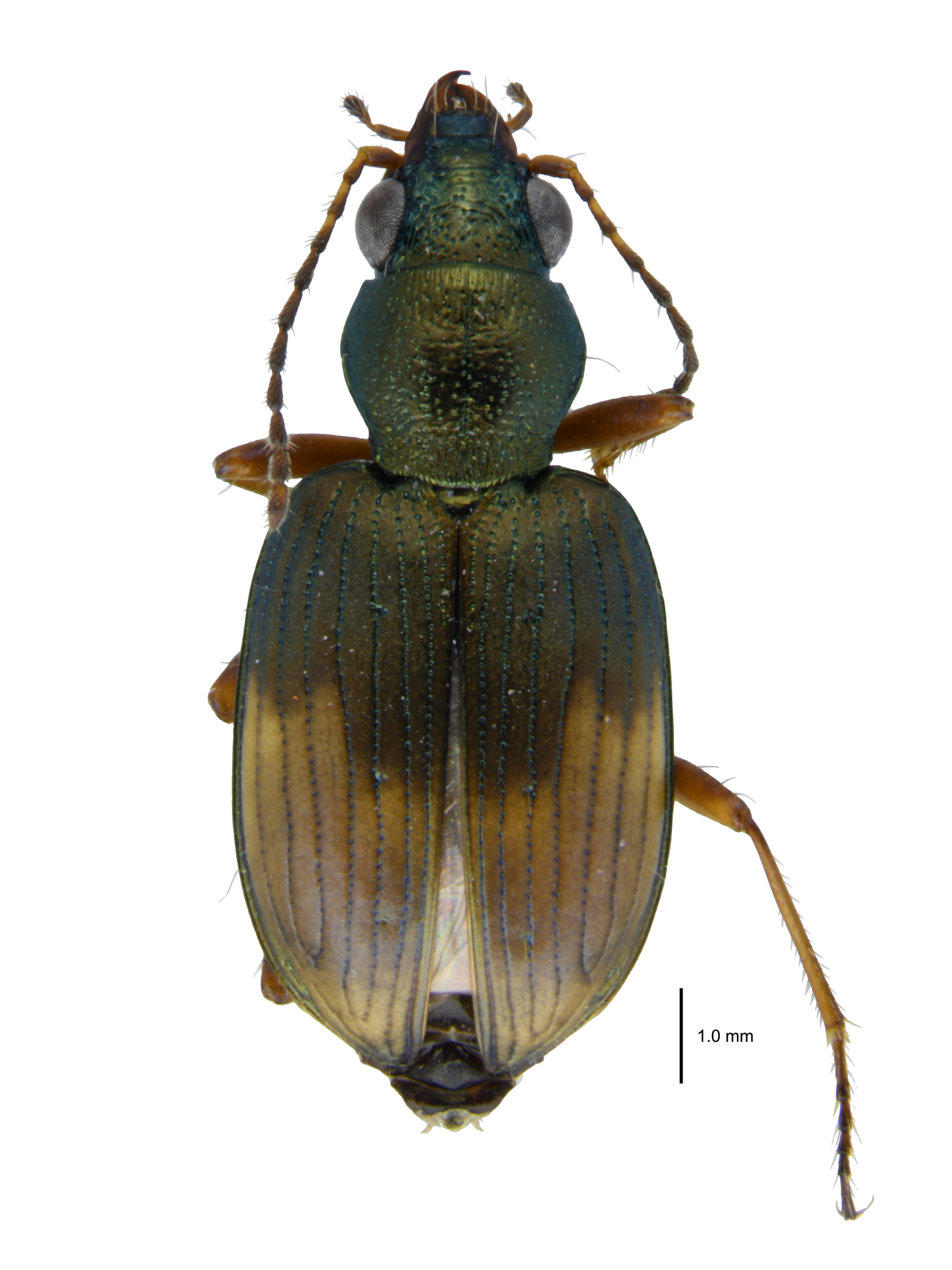 Bembidion (Princidium) coreanum Jedlička, 1946