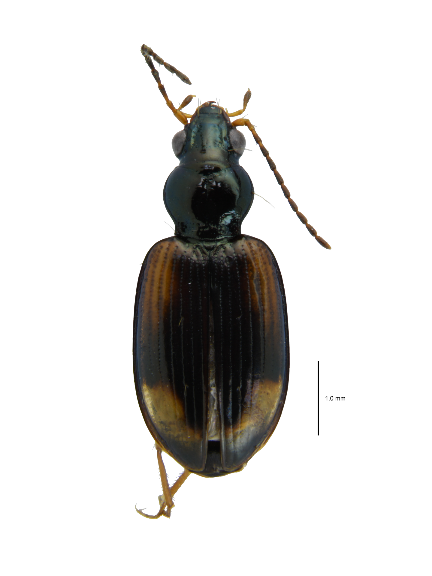 Bembidion (Peryphus) morawitzi Csiki, 1928