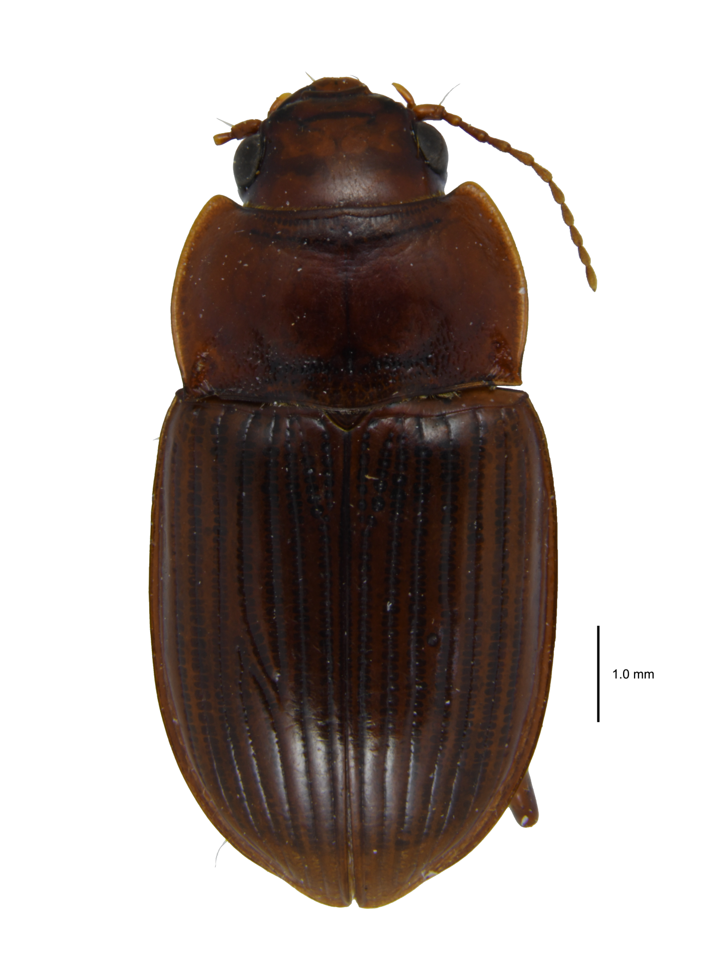 Amara (Bradytus) pallidula (Motschulsky, 1844)