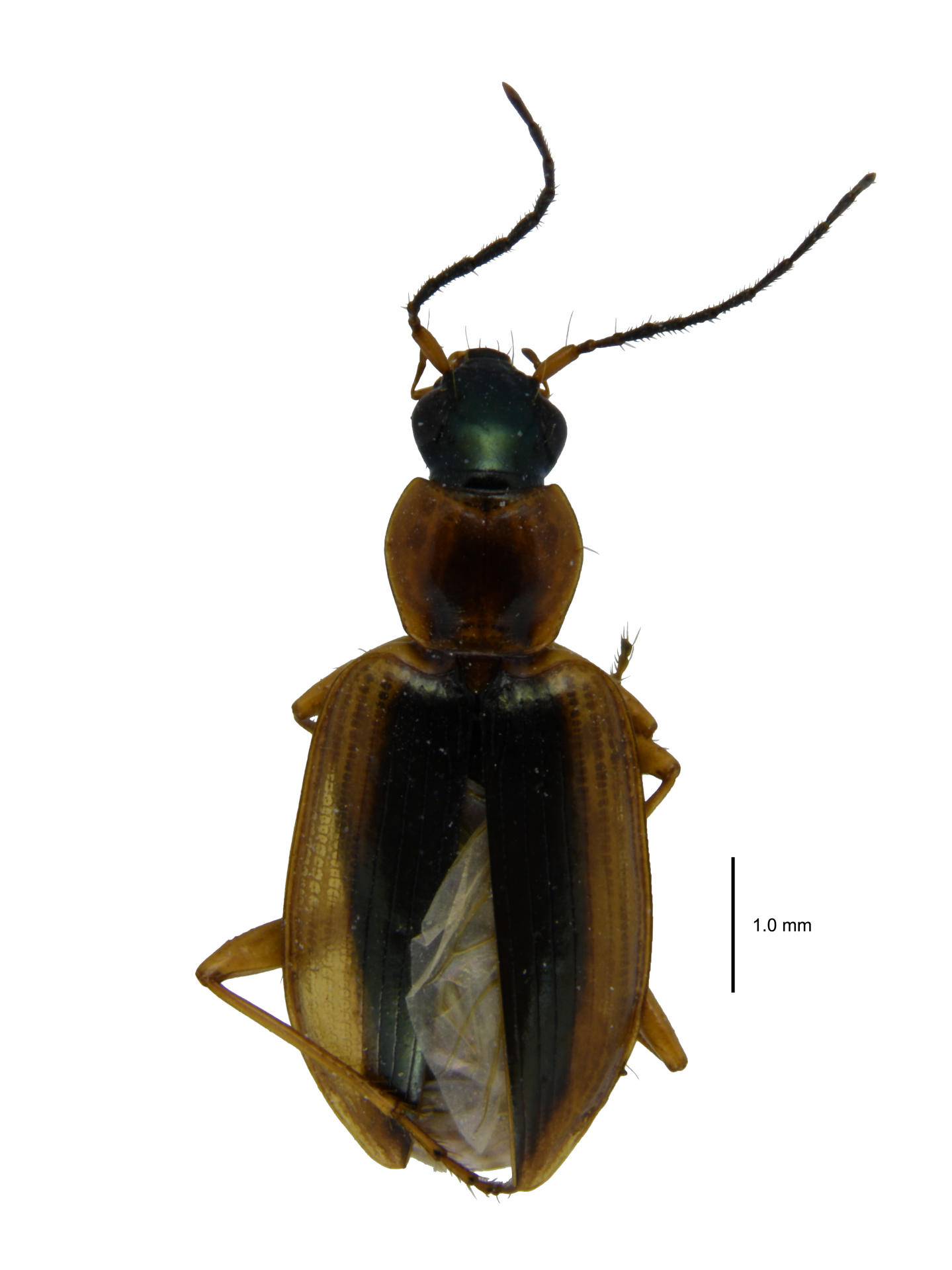 Agonum (Agonum) daimio (Bates, 1873)