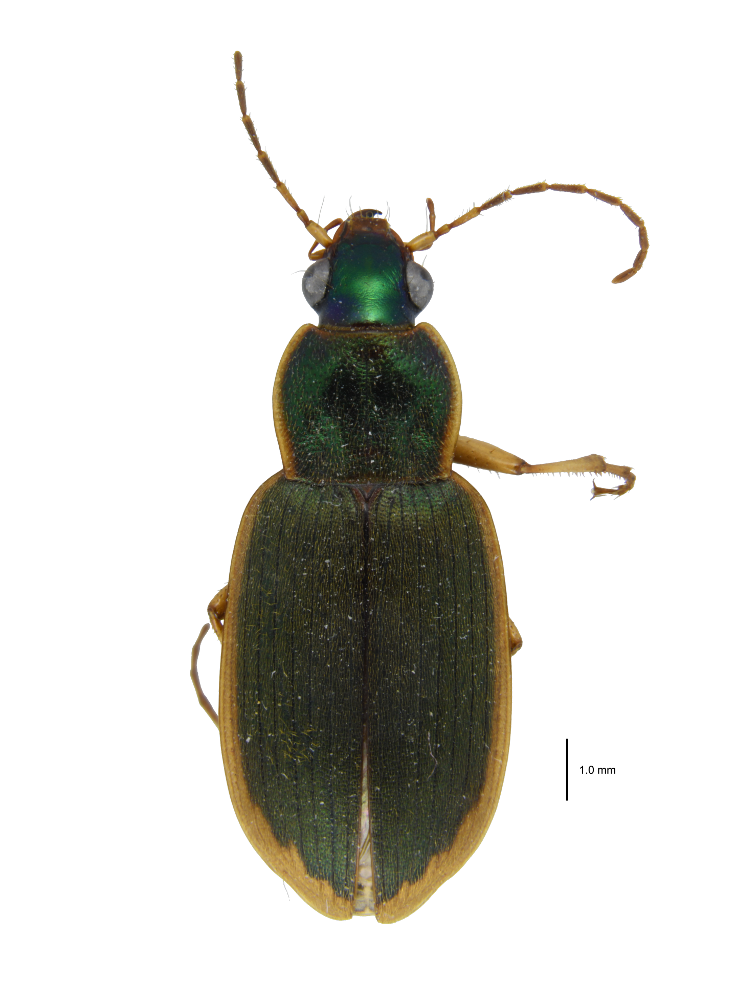 Chlaenius (Chlaeniellus) prostenus Bates, 1873