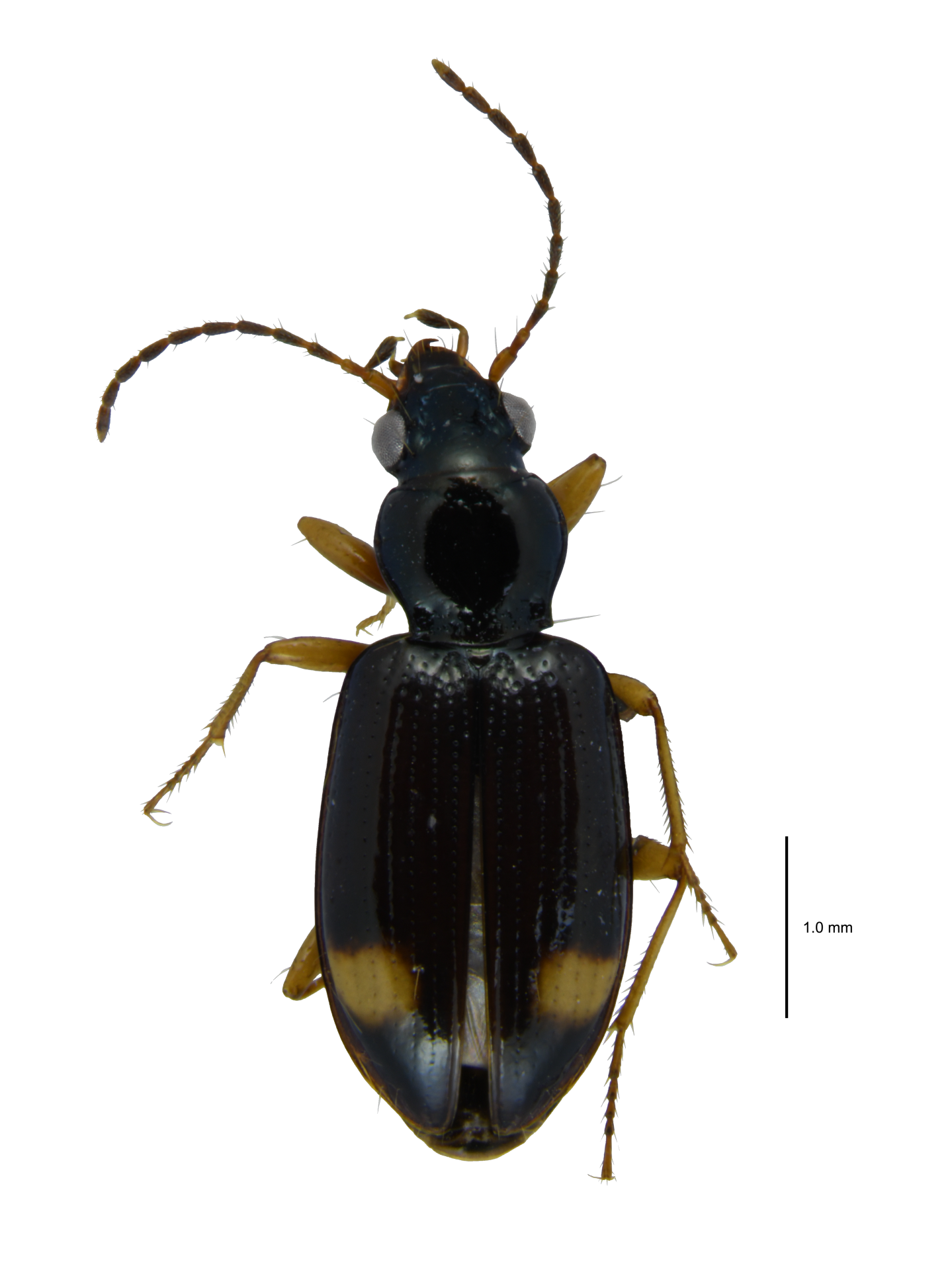 Bembidion (Ocydromus) scopulinum (Kirby, 1837)