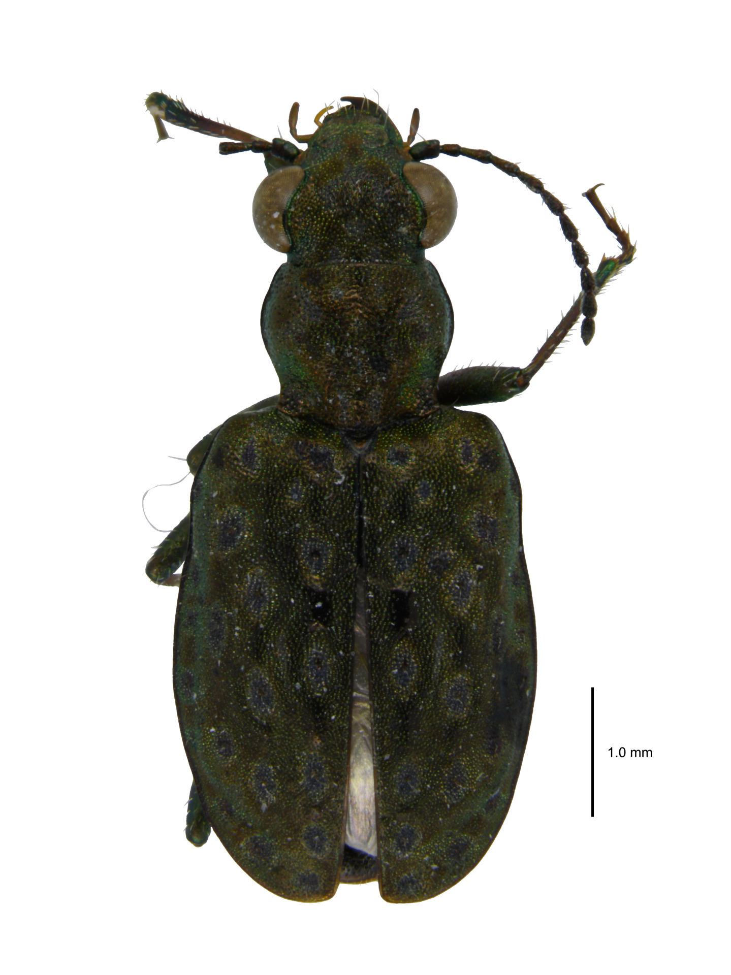 Elaphrus (Elaphrus) comatus Goulet, 1983