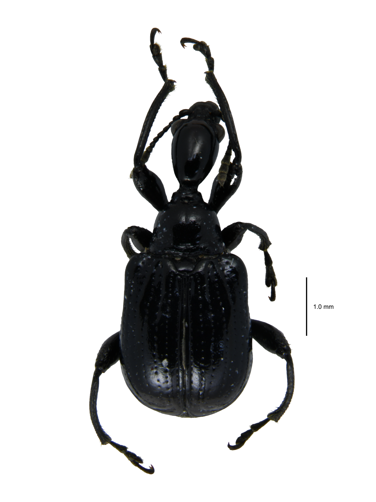 Compsapoderus (Compsapoderus) erythropterus (Gmelin, 1790)