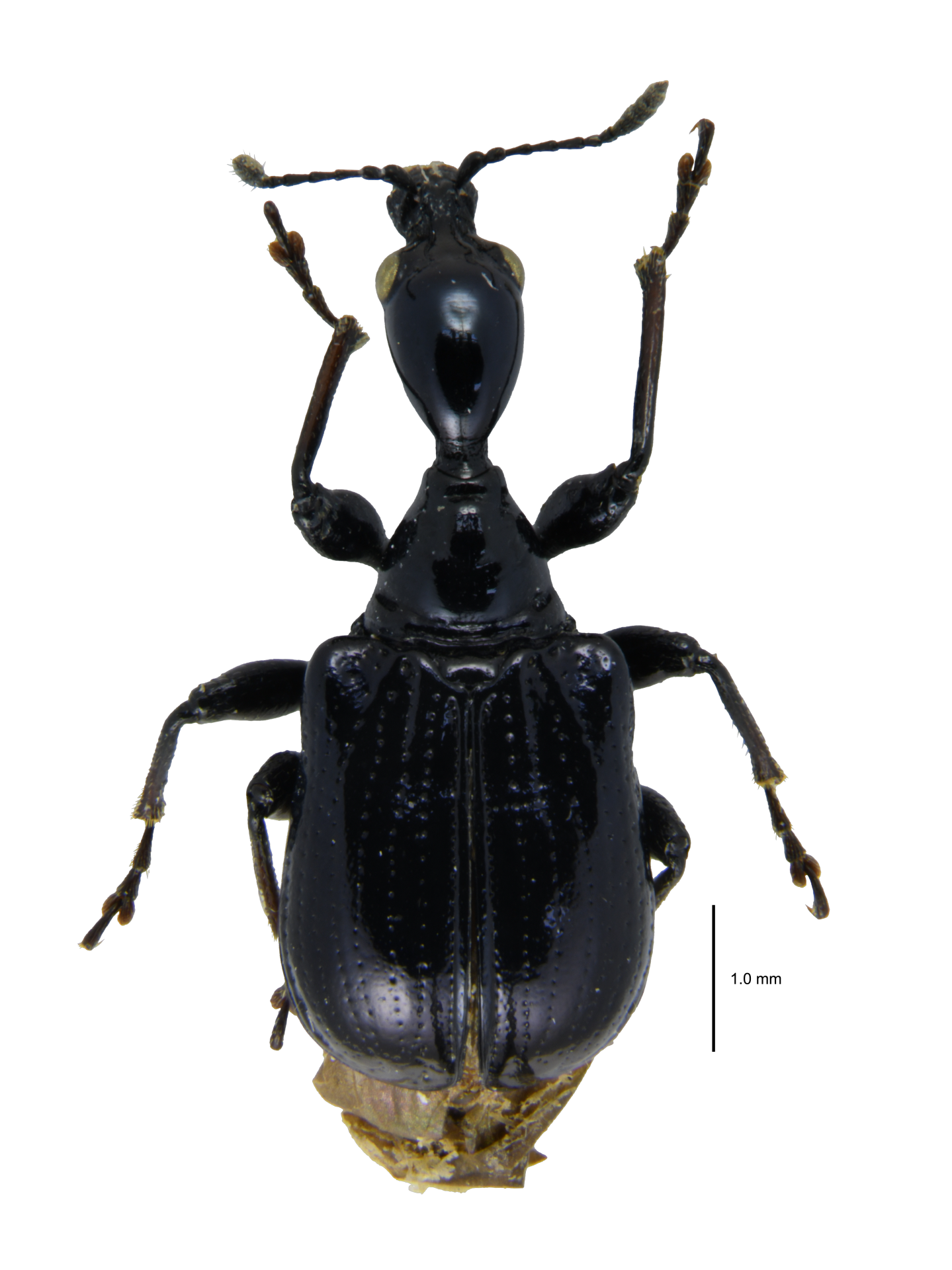 Cycnotrachelodes cyanopterus (Motschulsky, 1860)