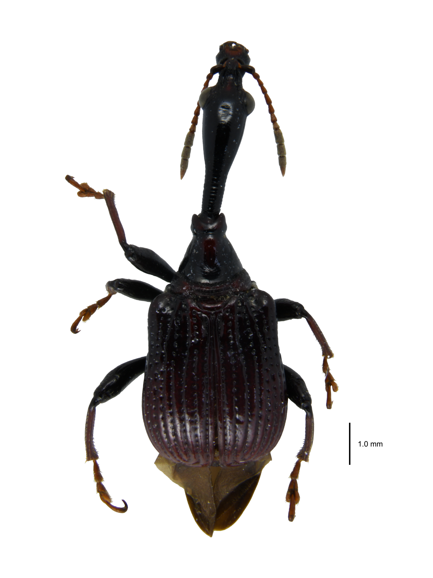 Paracycnotrachelus chinensis (Jekel, 1860)