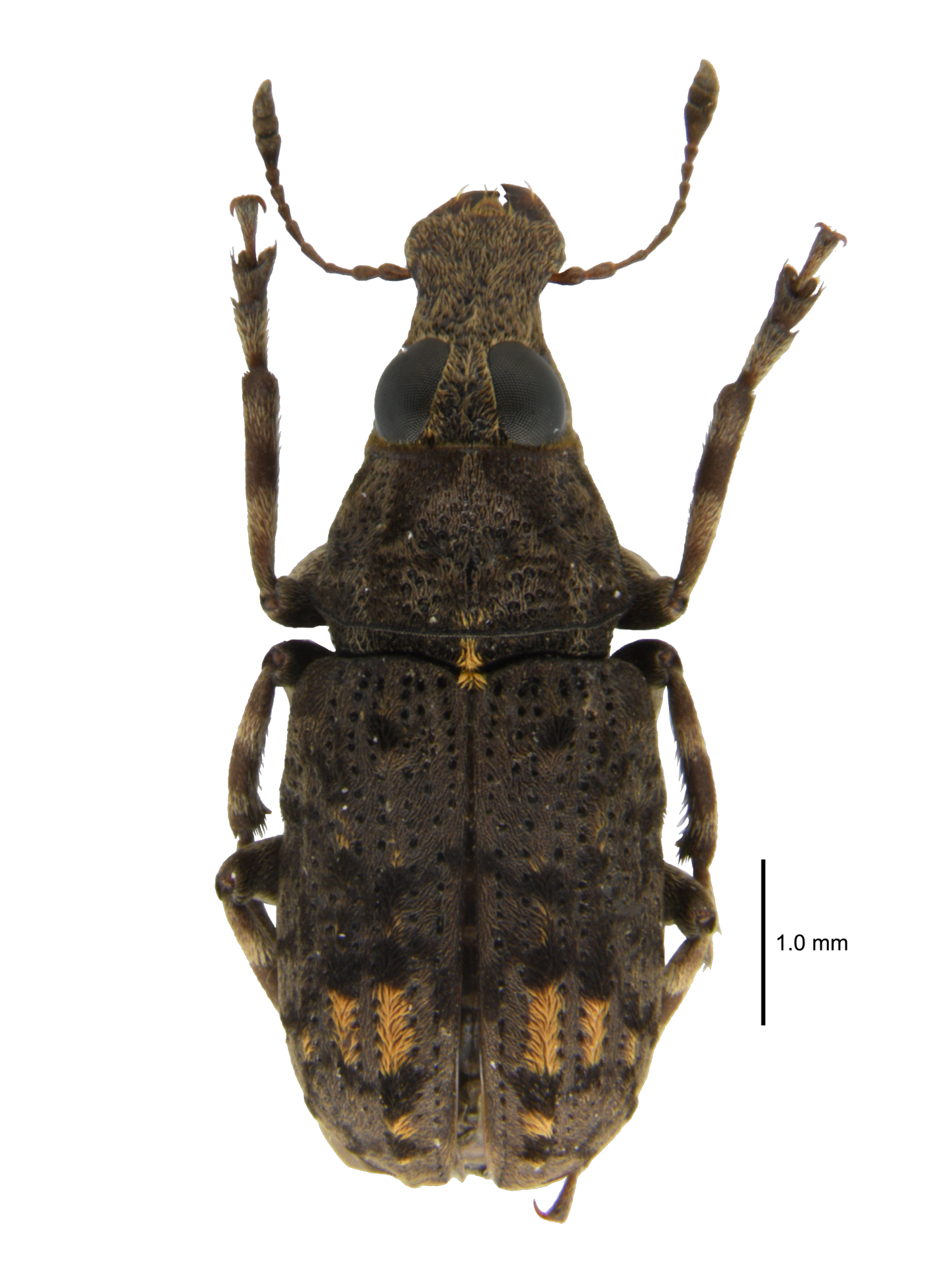 Tropideres naevulus Faust, 1887