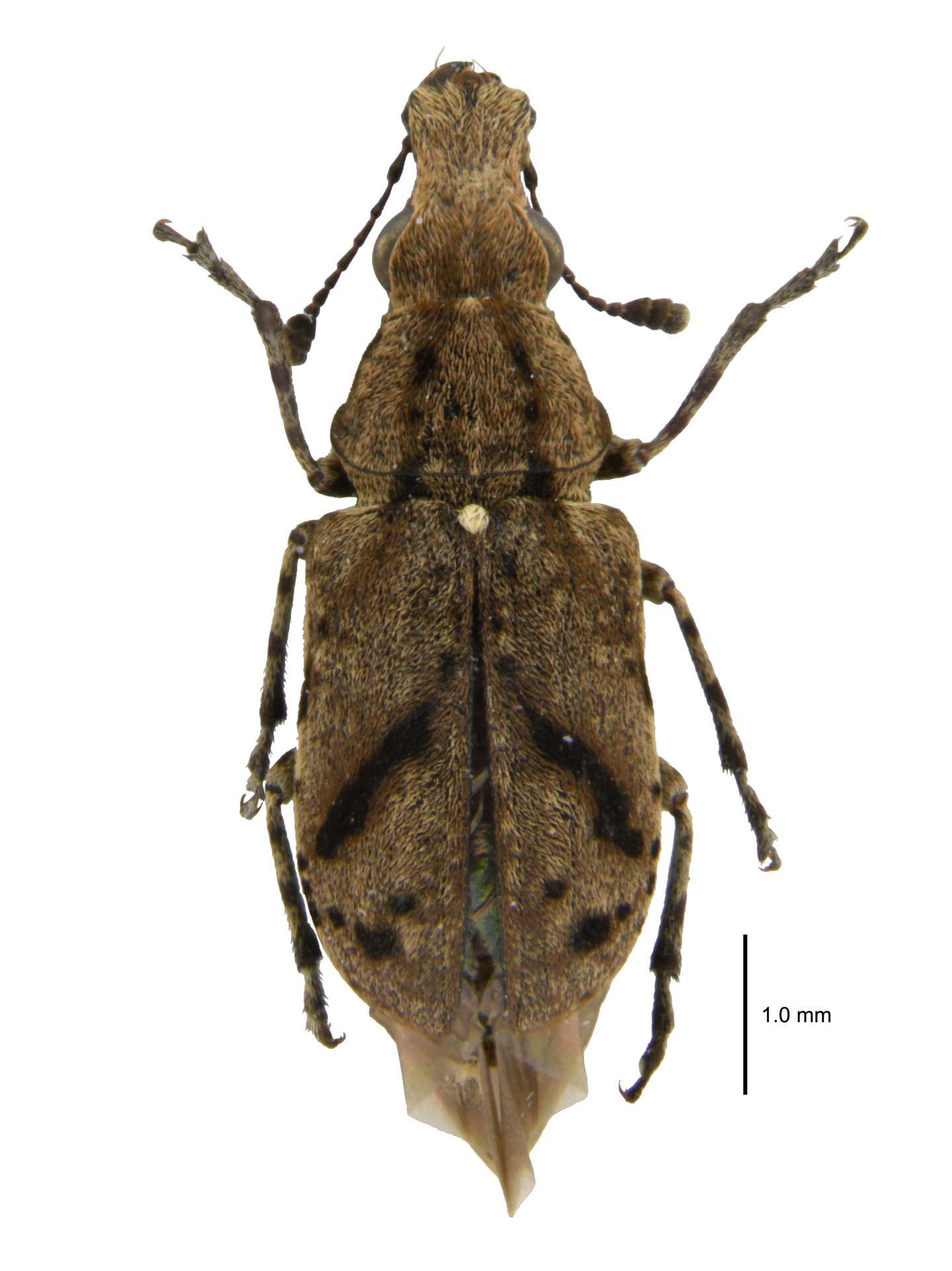 Sintor dorsalis (Sharp, 1891)