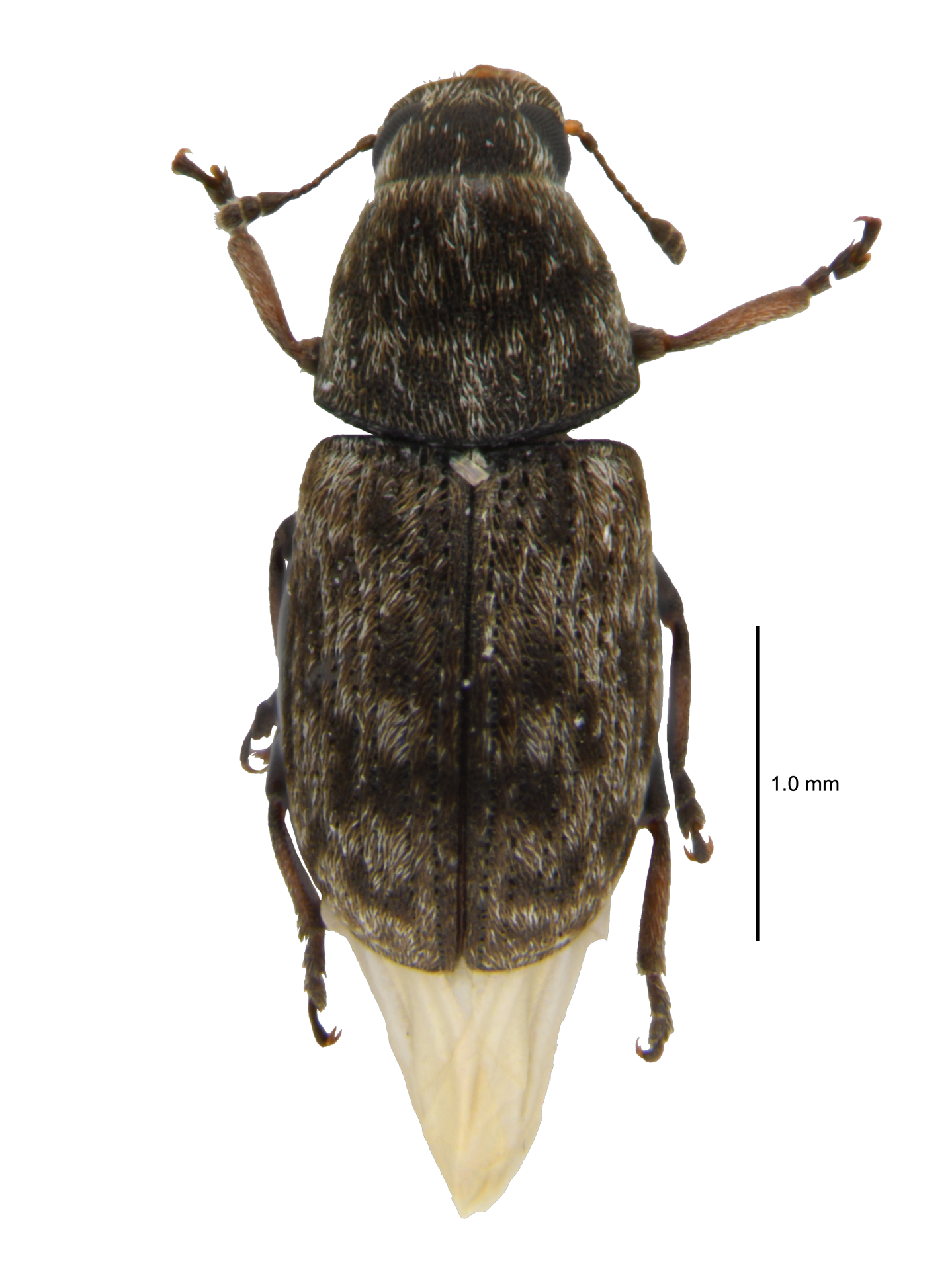 Opanthribus tessellatus (Boheman, 1829)