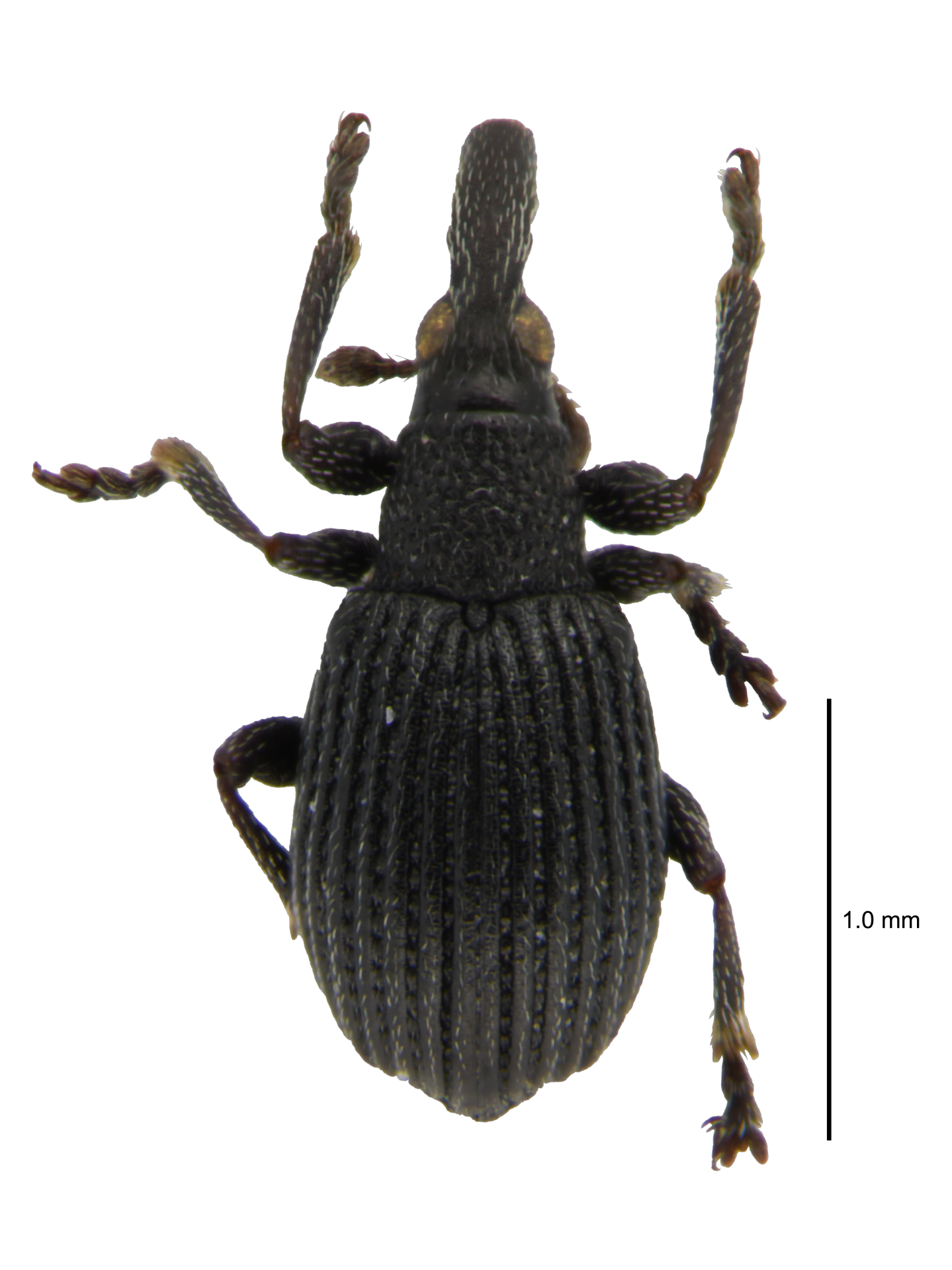 Alocentron (Bulborhinapion) pachyrhynchum (Germinger, 1871)