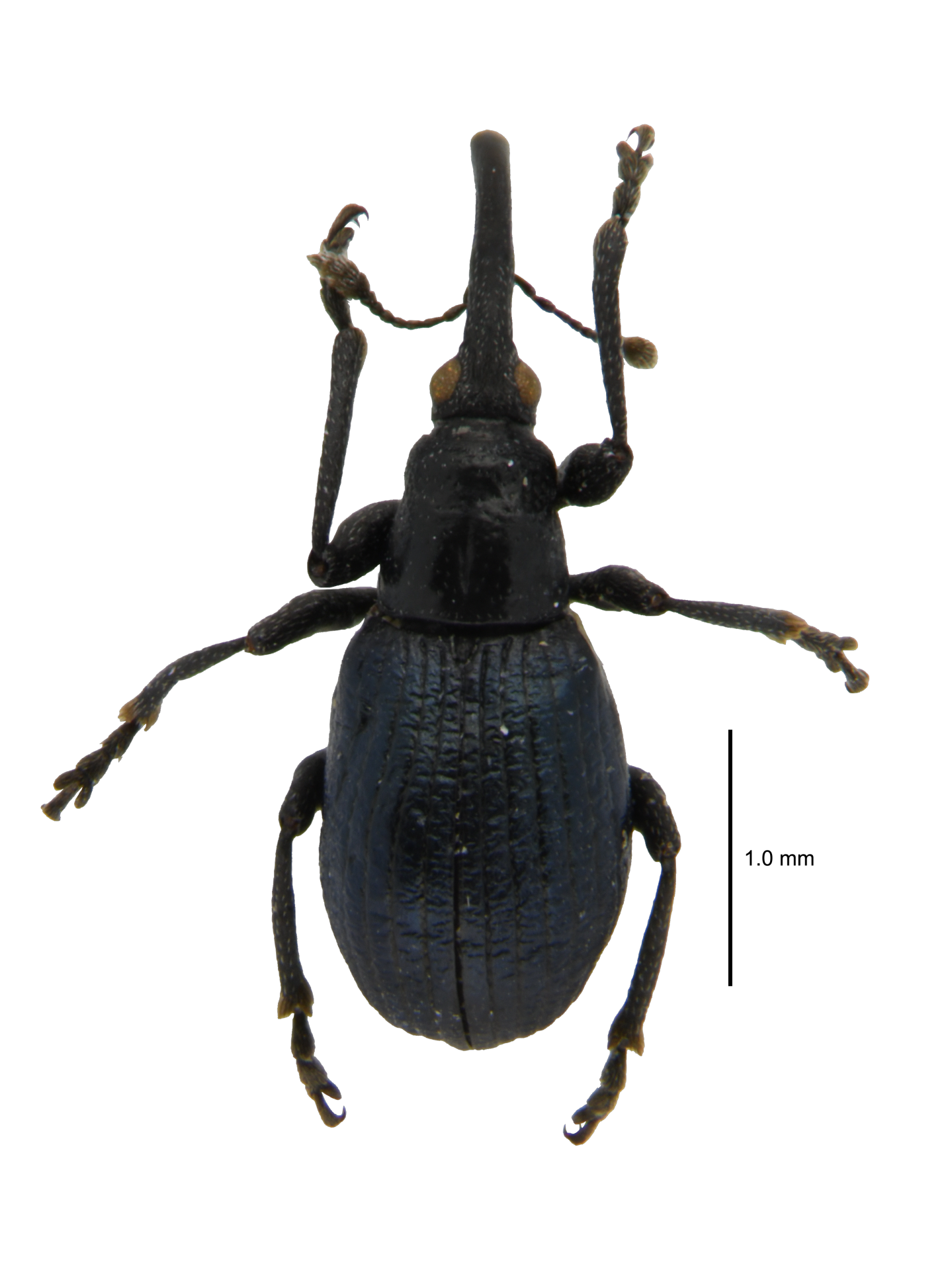 Piezotrachelus (Piezotrachelus) japonicus (Roelofs, 1874)