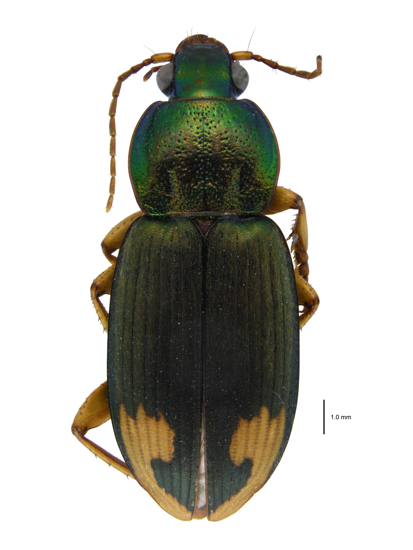 Chlaenius (Pachydinodes) virgulifer Chaudoir, 1876
