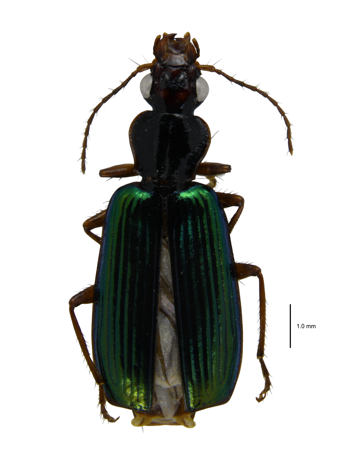 Calleida (Callidiola) onoha Bates, 1873
