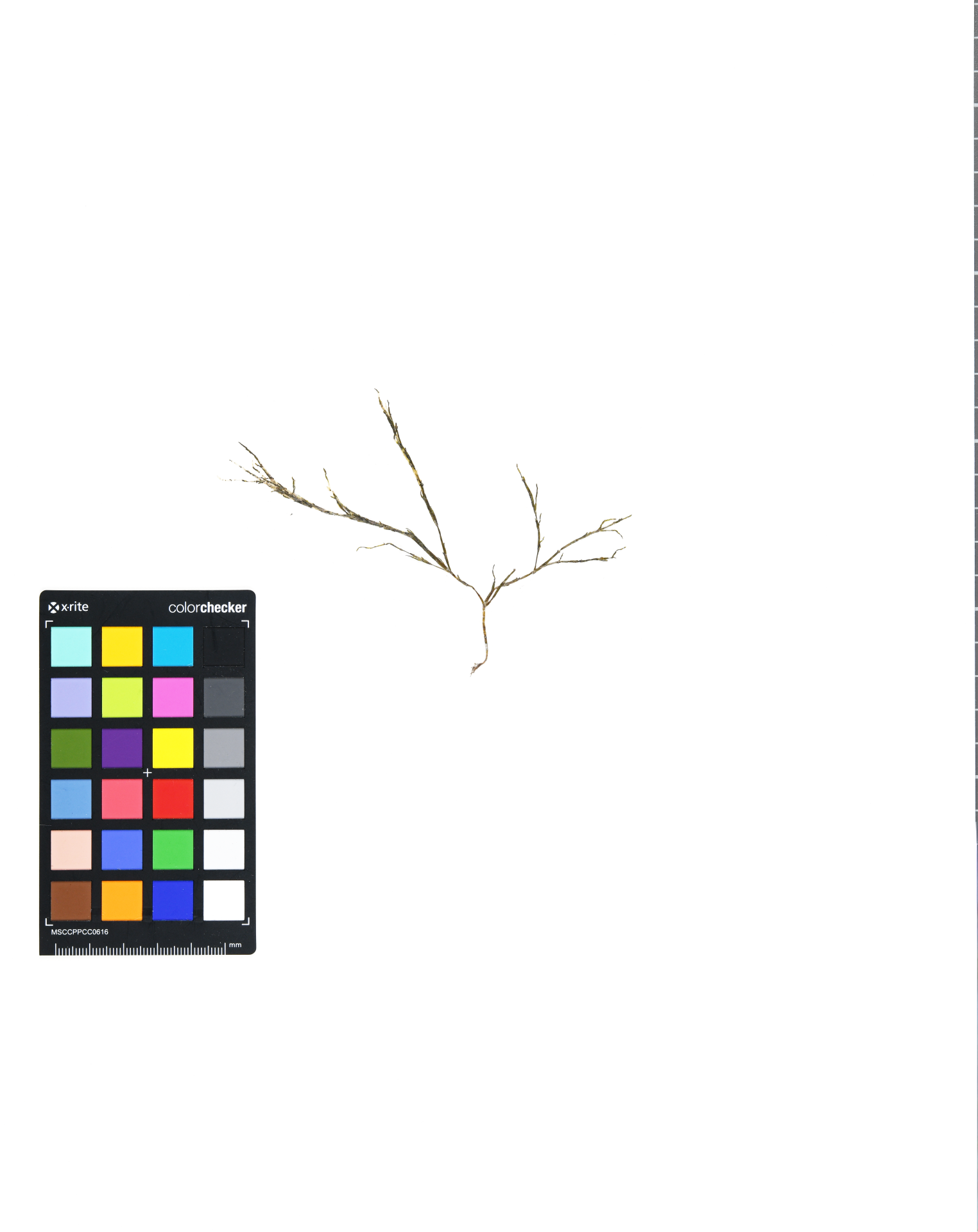 Cladophora wrightiana var. minor Van den Hoek & Chihara 2000