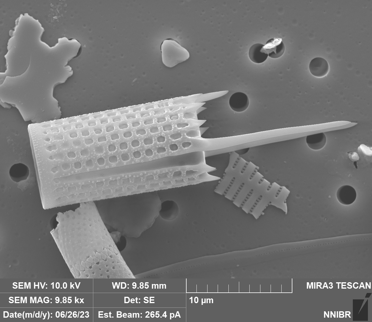 Aulacoseira granulata (Ehrenberg) Simonsen 1979