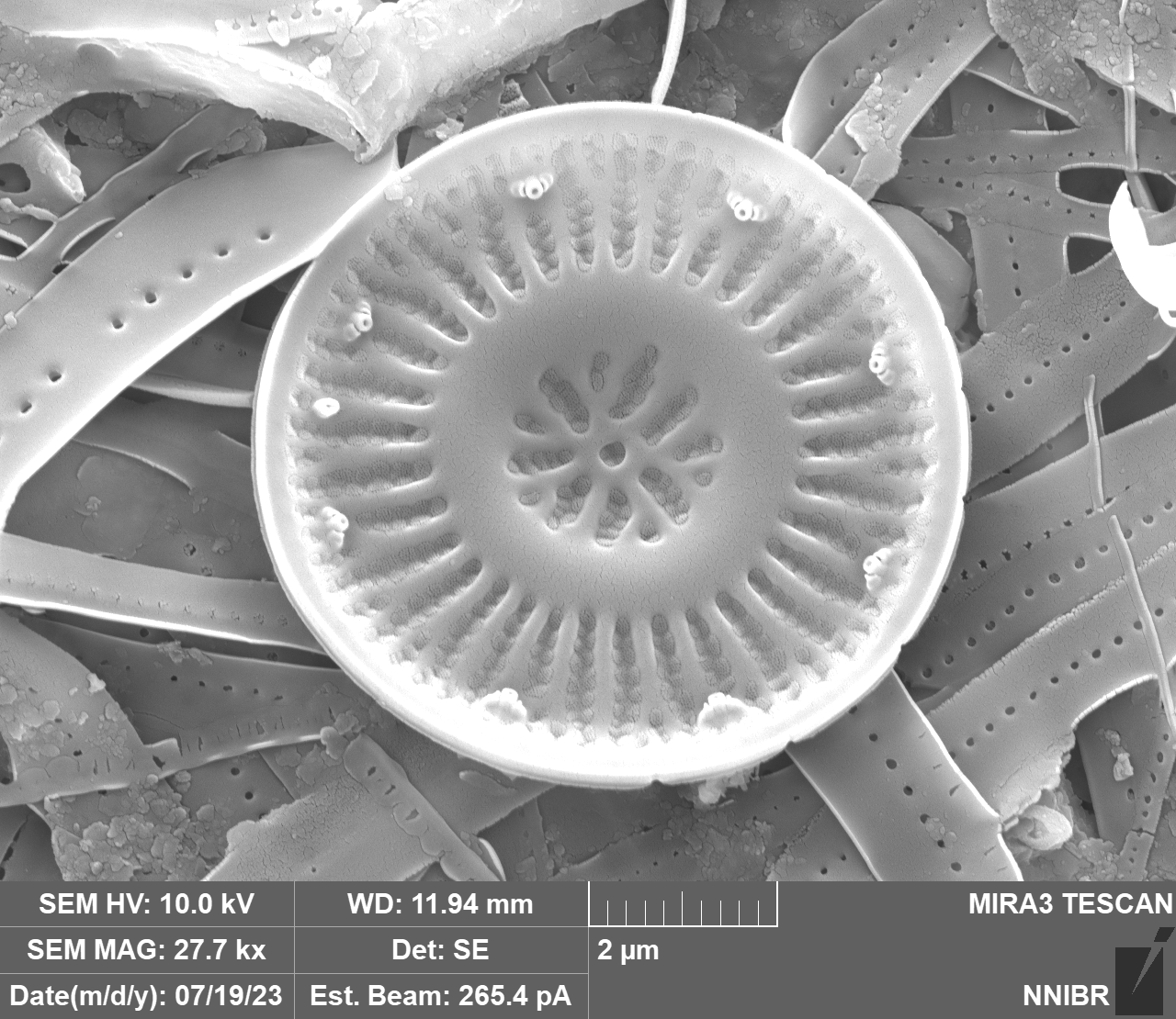 Discostella stelligera (Cleve & Grunow) Houk & Klee 2004