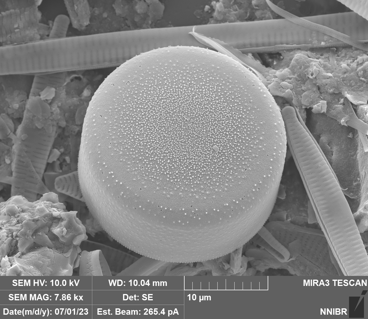 Melosira varians Agardh 1827