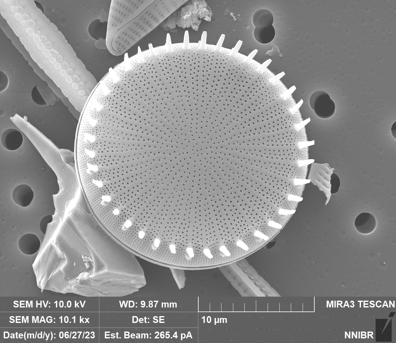 Stephanodiscus hantzschii Grunow 1880