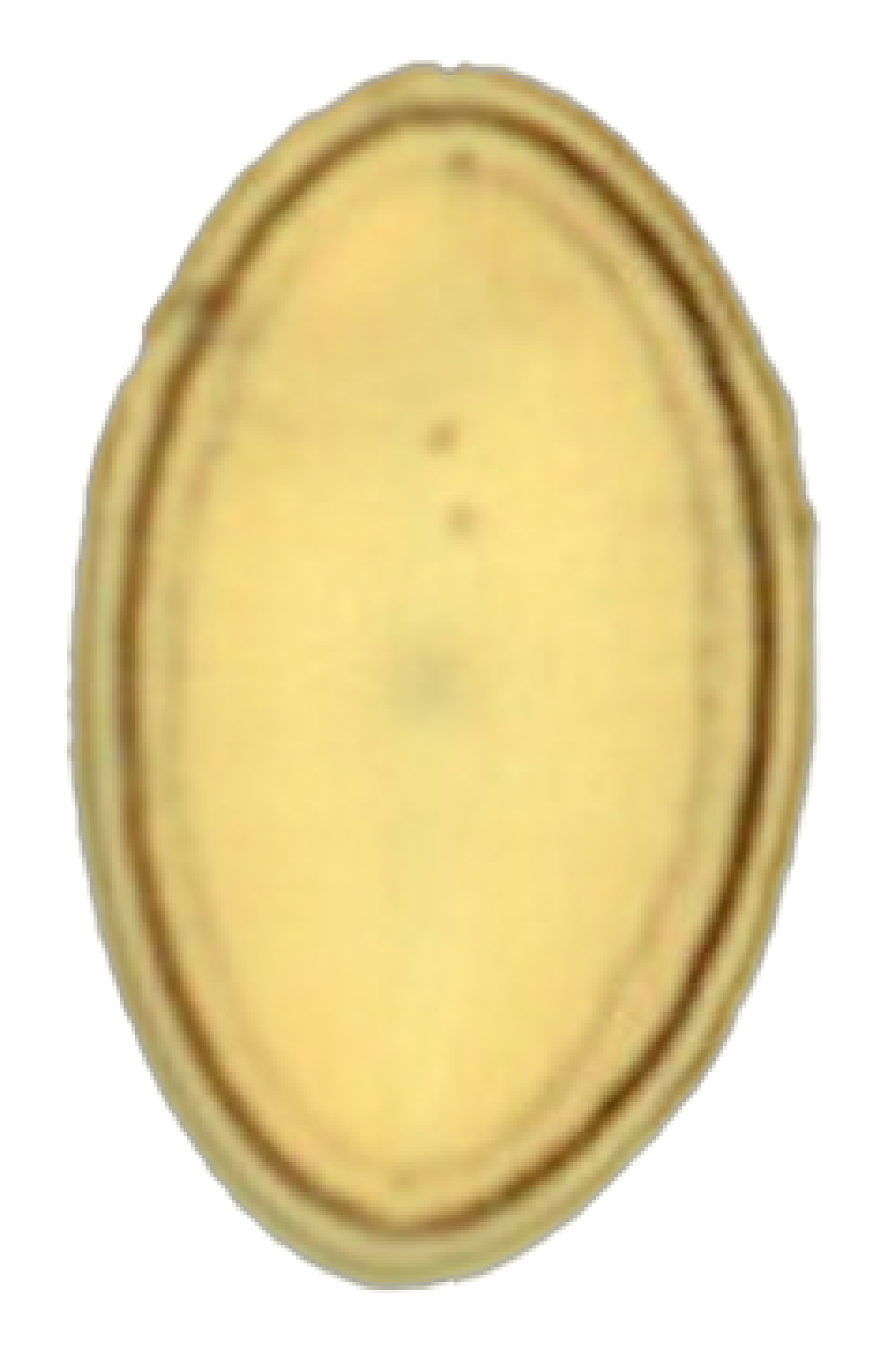 Cocconeis placentula Ehrenberg 1838