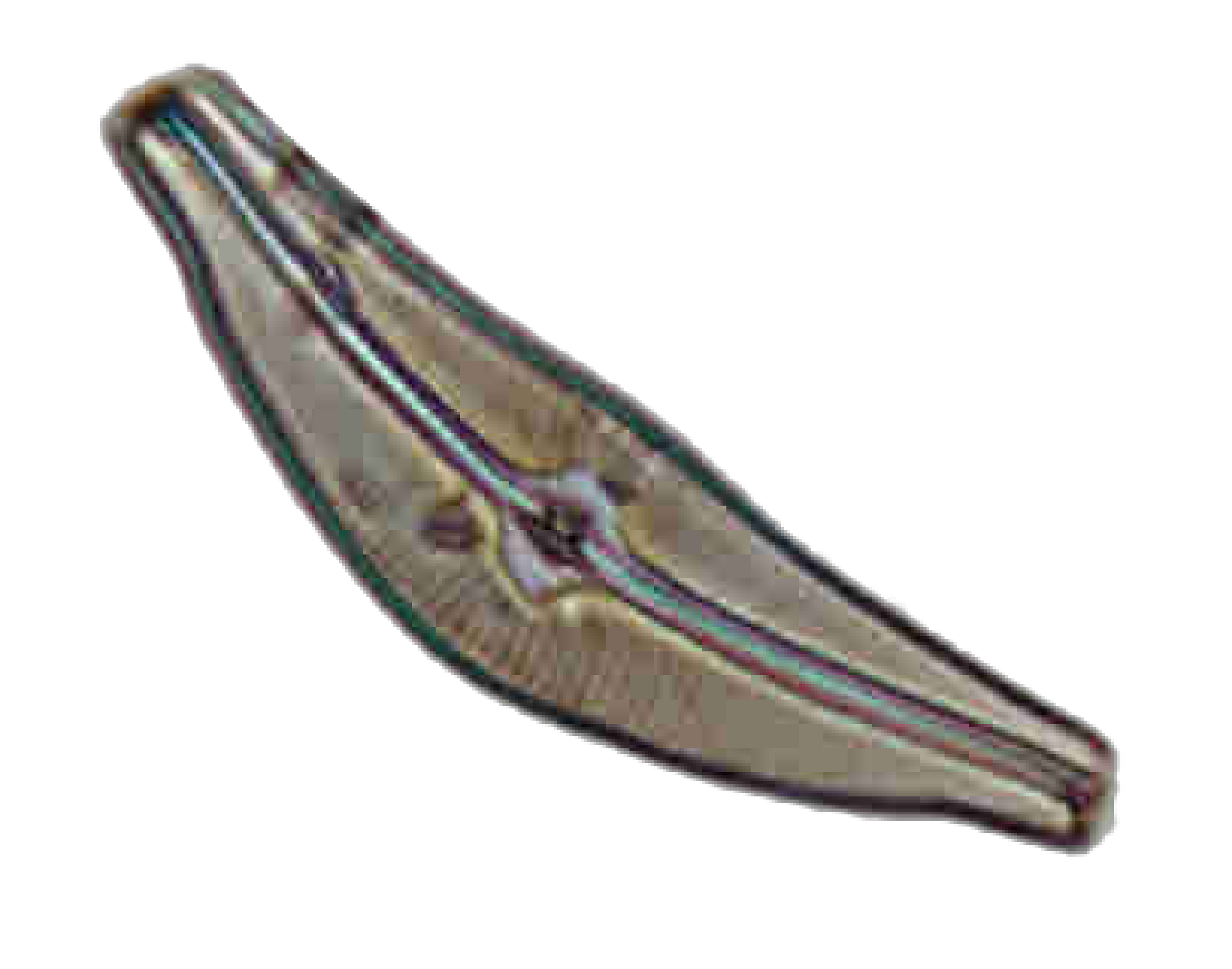 Cymbella aspera (Ehrenberg) Cleve 1894