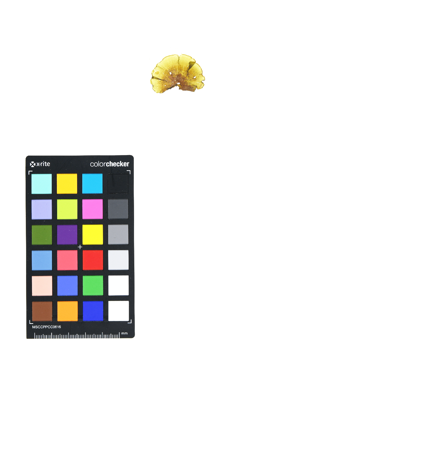 Padina gymnospora (Kützing) Sonder 1871