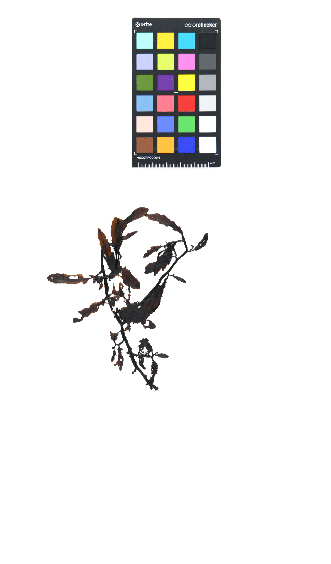 Sargassum fulvellum (Turner) C. Agardh 1820