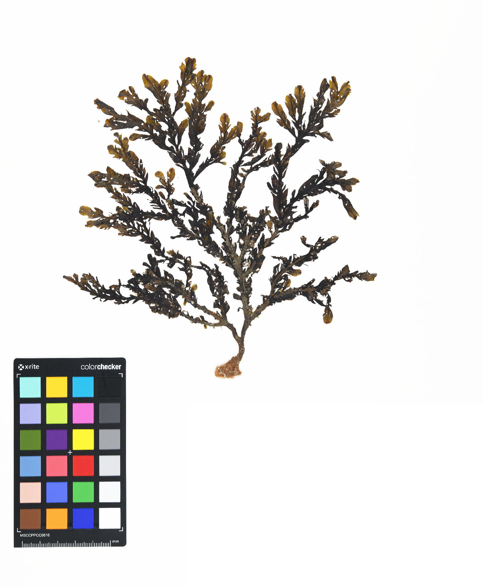 Dictyopteris undulata Holmes 1896