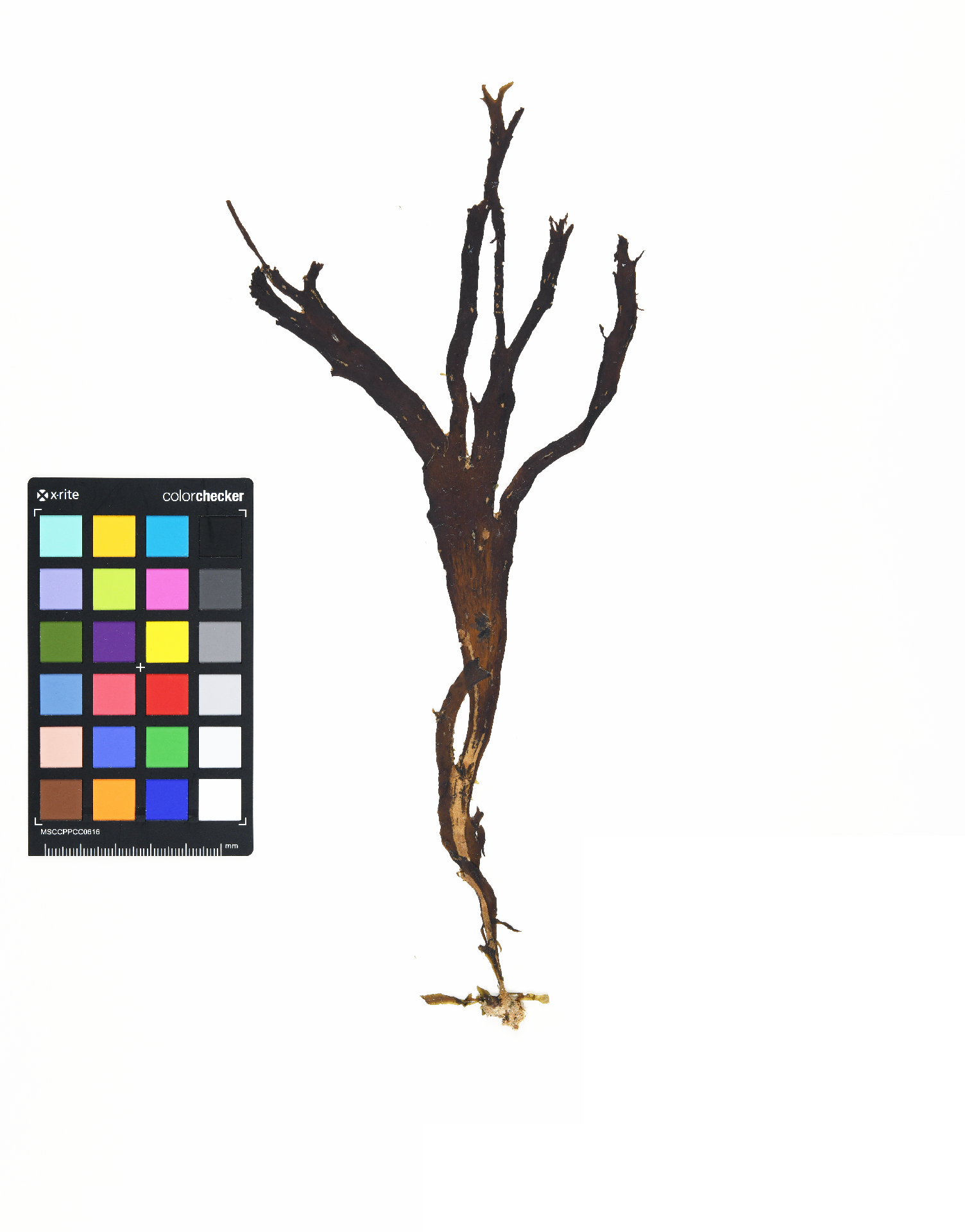 Dictyota coriacea (Holmes) Hwang, Kim & Lee 2004