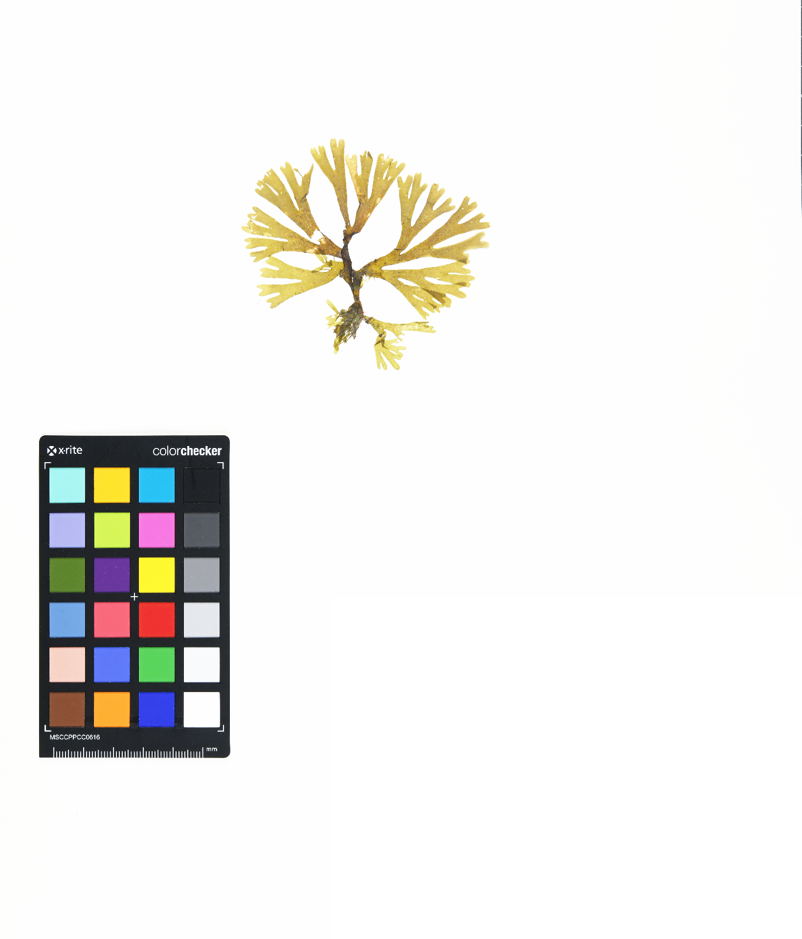 Rugulopteryx okamurae (E.Y. Dawson) I.K. Hwang, W.J. Lee & H.S. Kim 2009