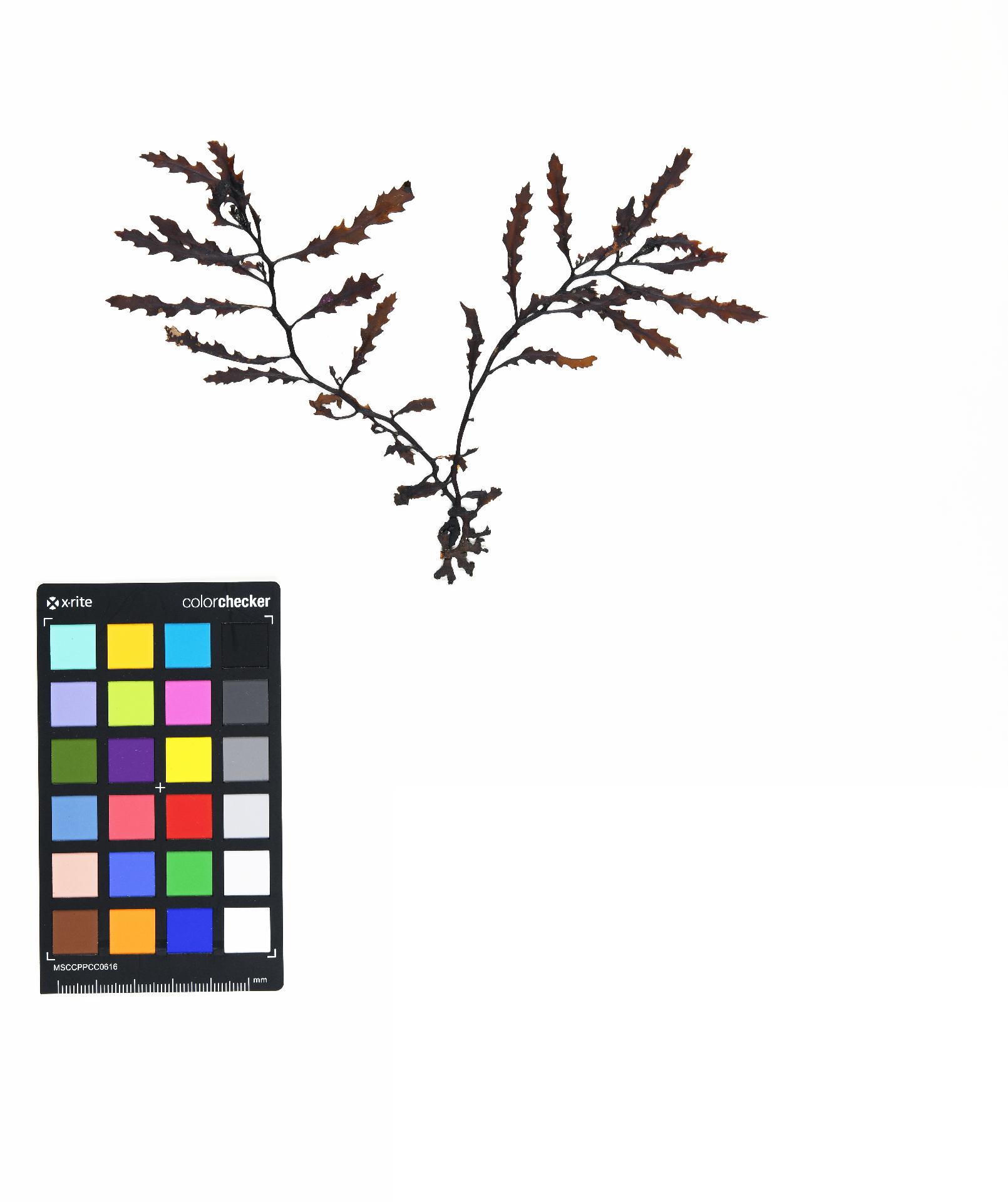 Sargassum micracanthum (Kützing) Endlicher 1843